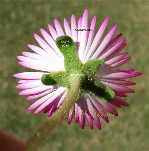  Flower (Lower view)